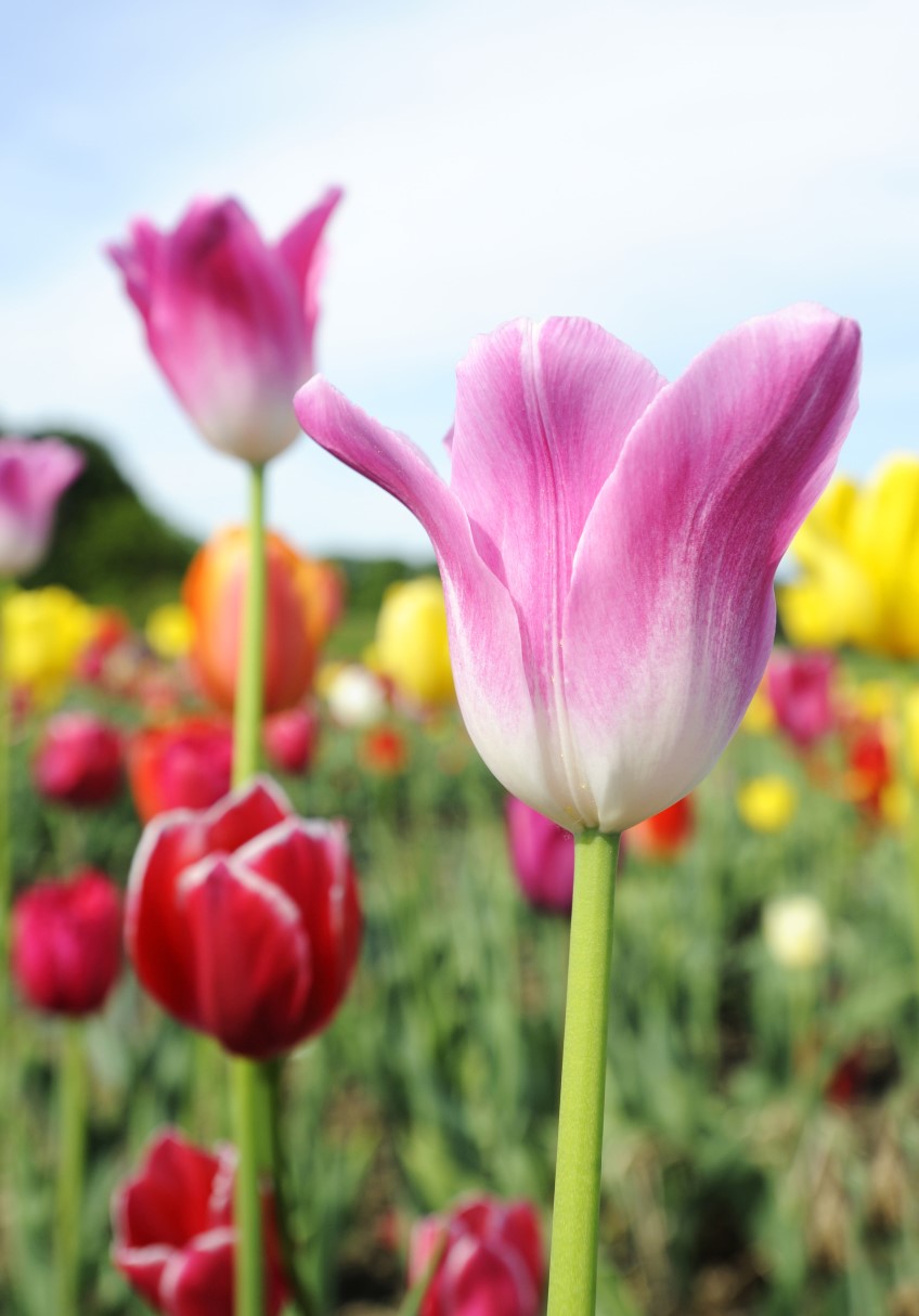 Do Tulips Grow Back After Petals Fall Off